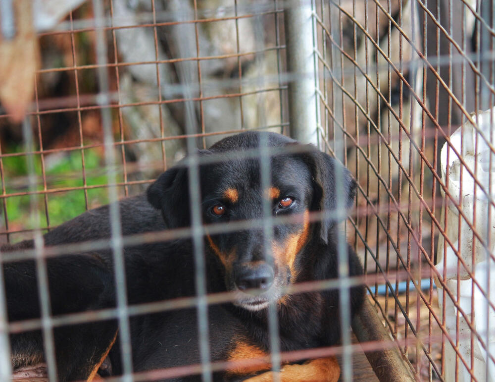 Animal Cruelty Services Dog in Cage