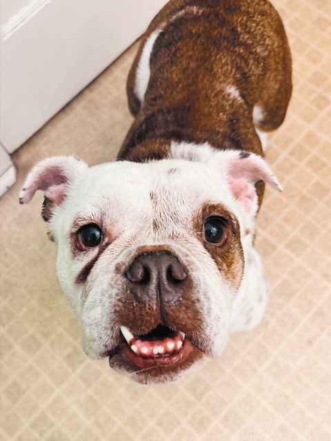 Animal Shelter Adoption Darla