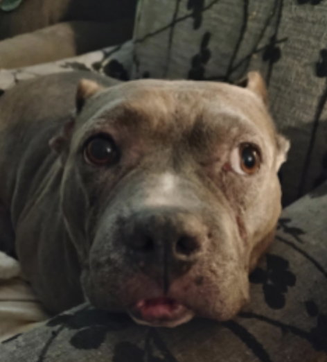 Animal Shelter Adoption Jazzy