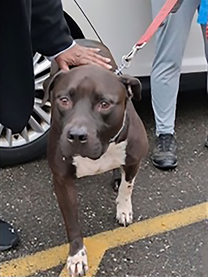 Animal Shelter Adoption Mr Speckles