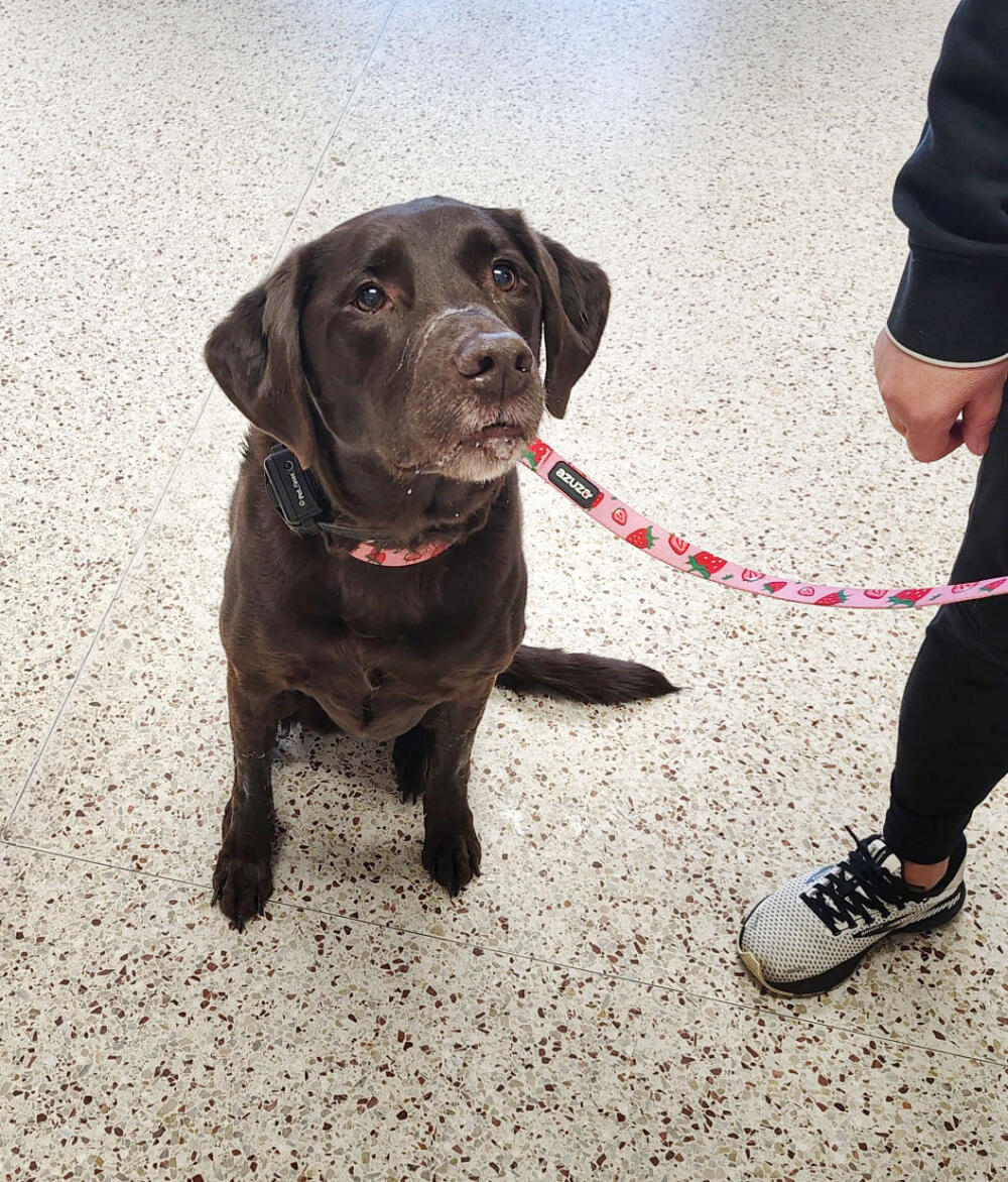 Humane Society Adoption Fees Chocolate Lab Pink Leash