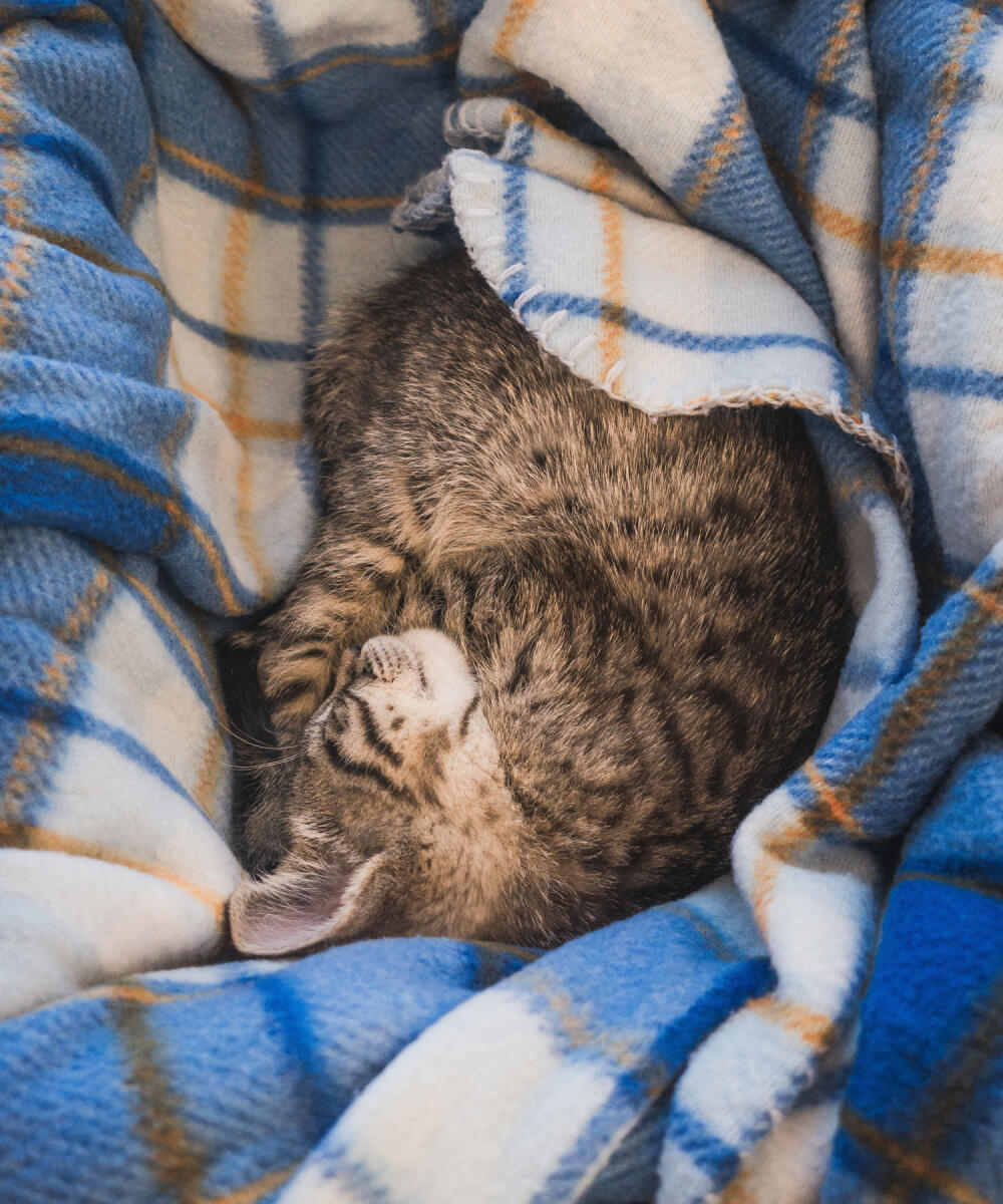 Humane Society Membership Cat Sleeping in Blanket