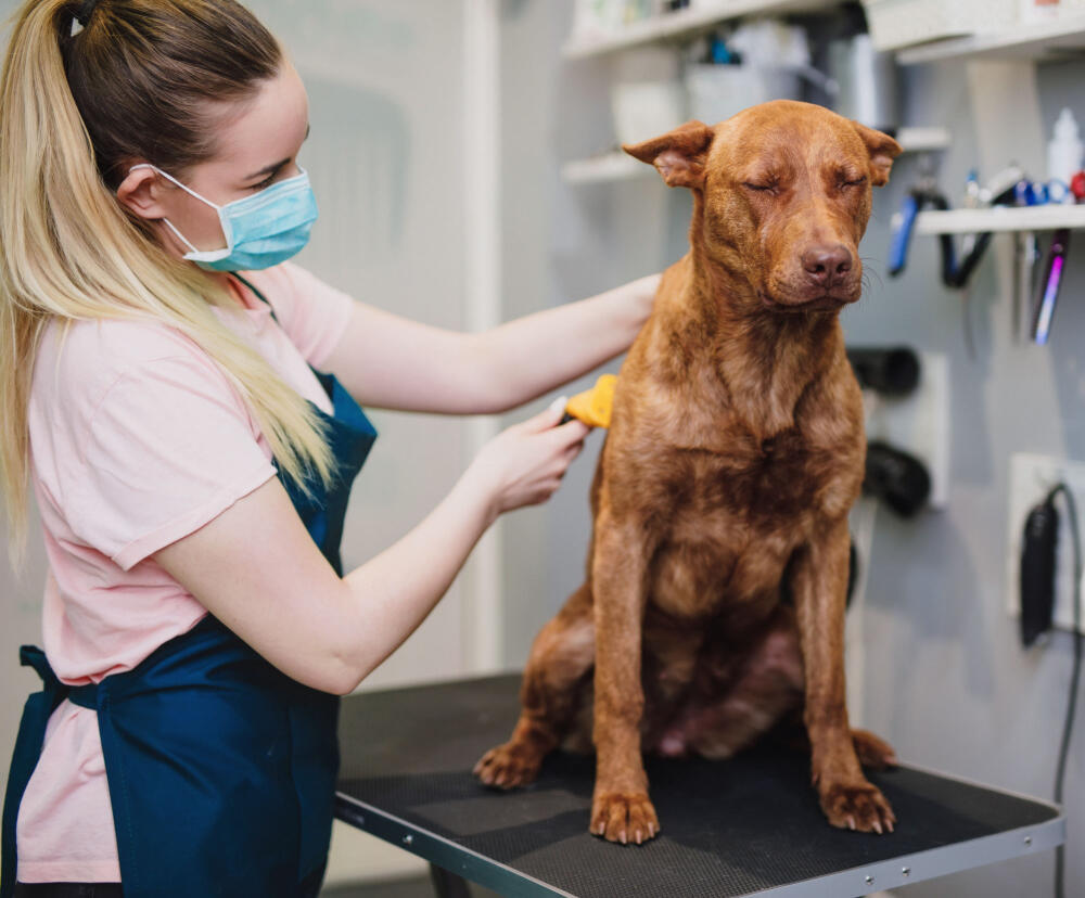 Humane Society Membership Dog Grooming
