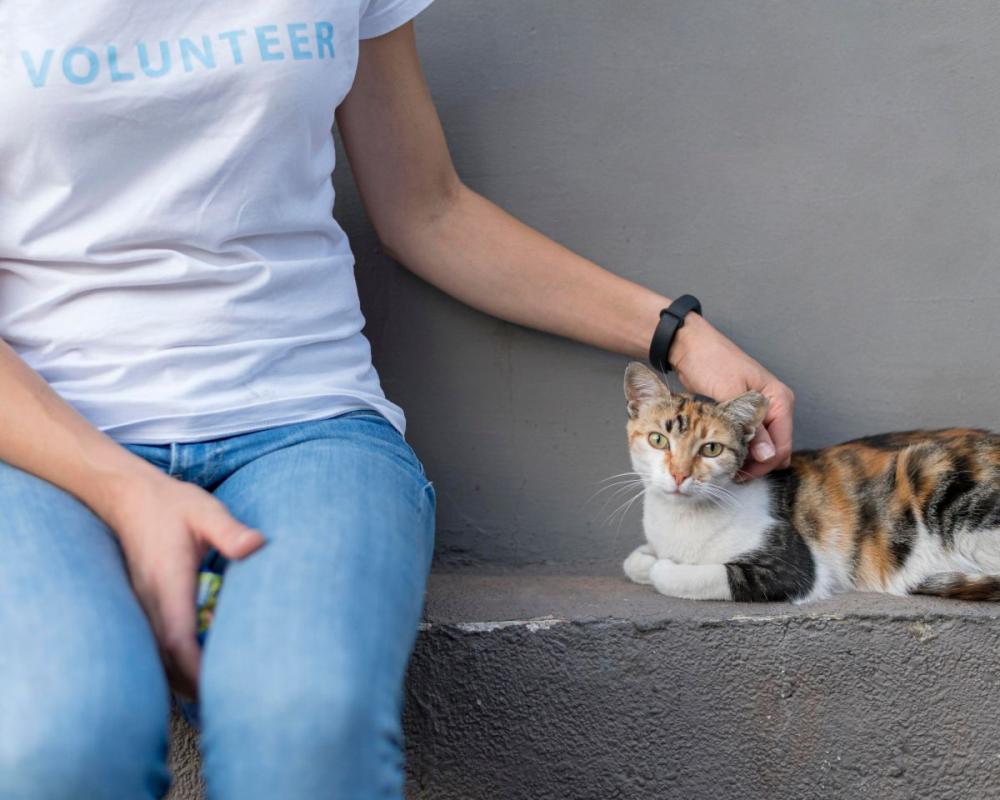 Humane Society Volunteer Petting Rescue Calico Cat