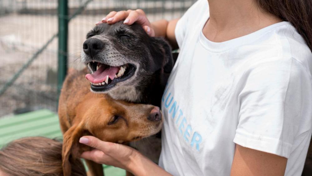 Humane Society Volunteer Petting Rescue Dogs Heads