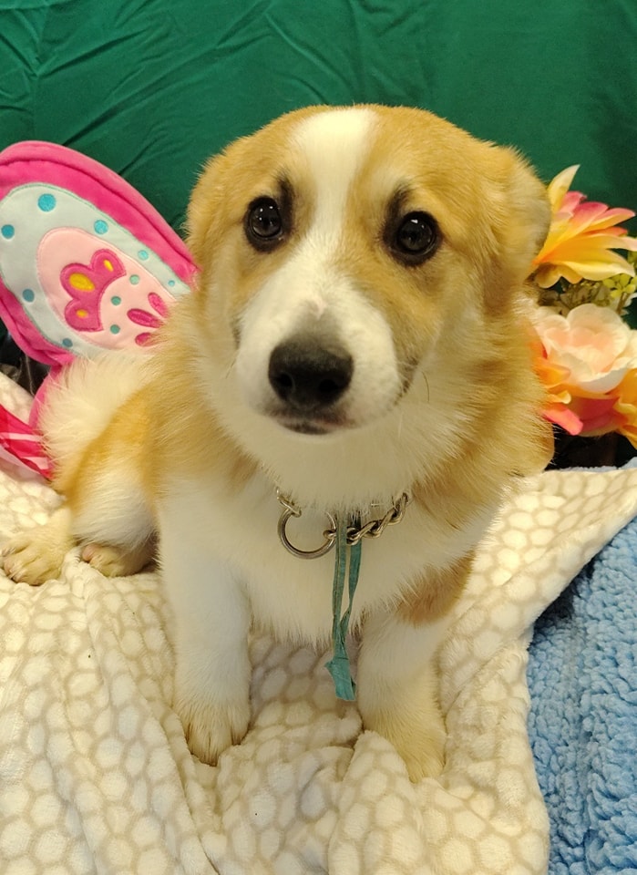 Stark County Humane Society Dog