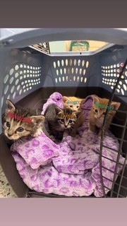 ACC Kittens