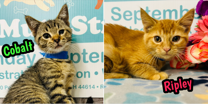 Screenshot 2025 07 01 at 2.47.10 PM