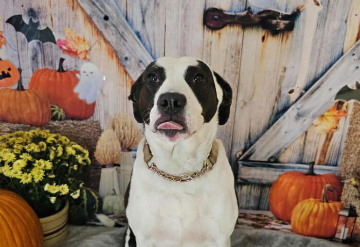 fall pup for adoption